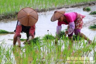 欧美插秧图片,传统农耕文化的现代演绎
